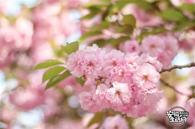 九游会老哥必备的交流社区_J9俱乐部论坛首页